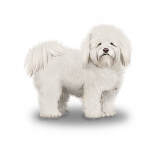 Coton De Tulear