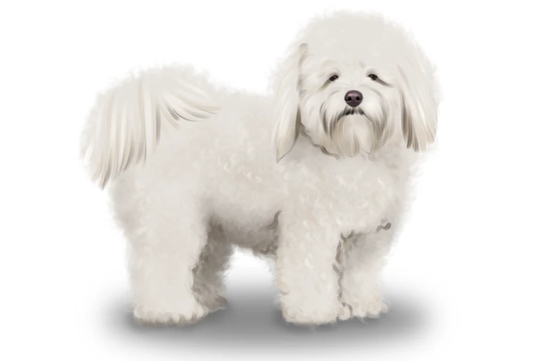 Coton De Tulear