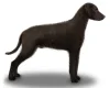 Curly Coated Retriever
