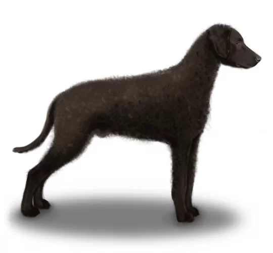 Curly Coated Retriever