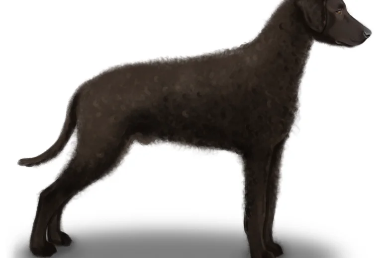 Curly Coated Retriever