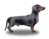 Dachshund (Smooth Haired)