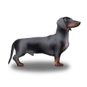 Dachshund (Smooth Haired) - Both