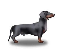 Dachshund (Smooth Haired)