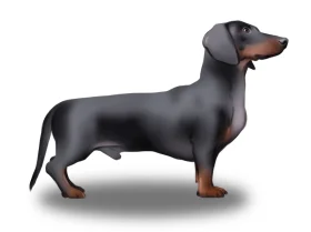Dachshund (Smooth Haired) - Both
