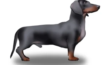 Dachshund (Smooth Haired) - Both
