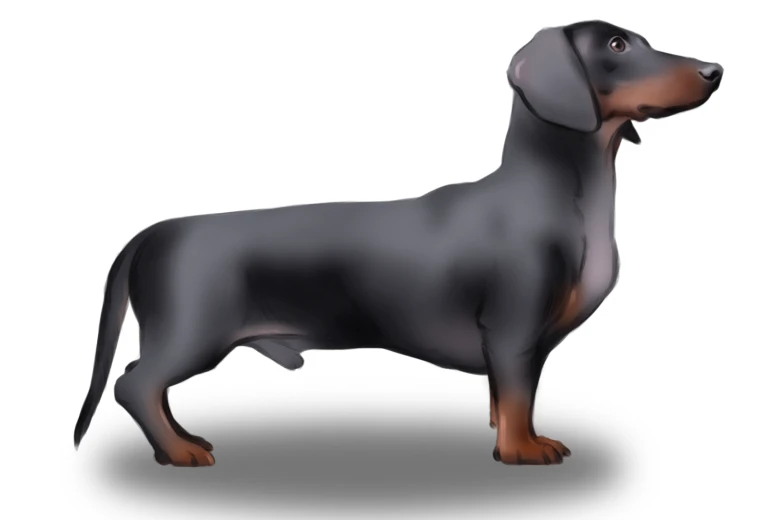 Dachshund (Smooth Haired)