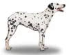 Dalmatian
