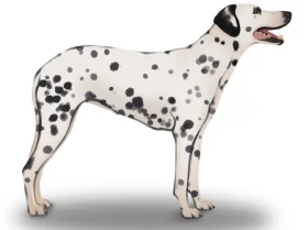 Dalmatian