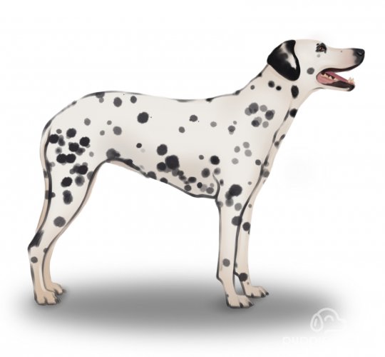 Dalmatian