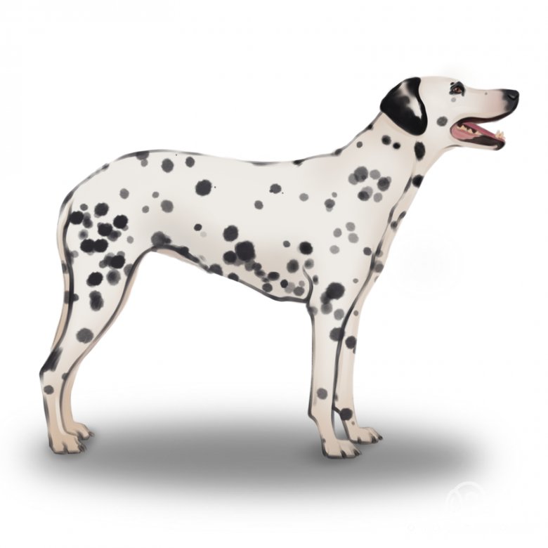 Dalmatian