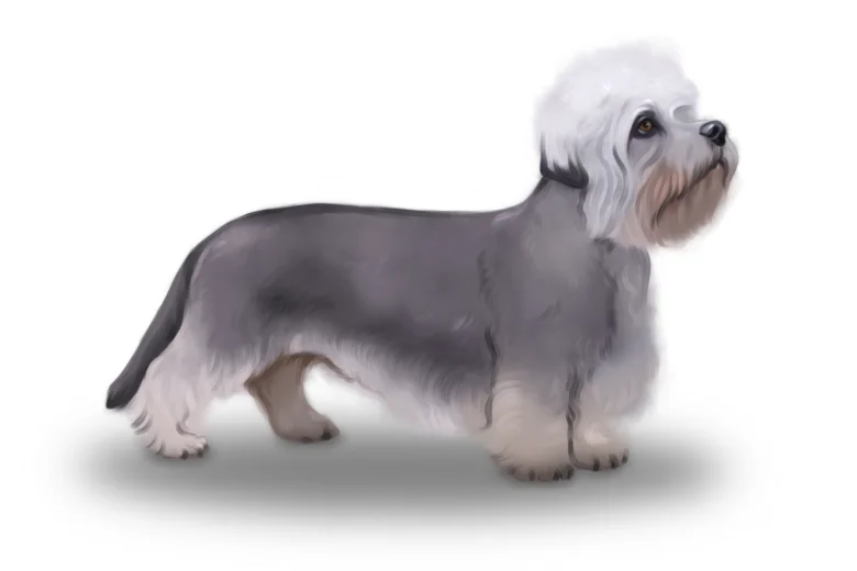 Dandie Dinmont Terrier