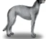 Deerhound