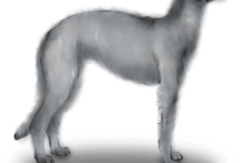 Deerhound