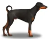 Doberman