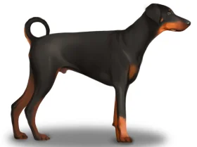 Doberman