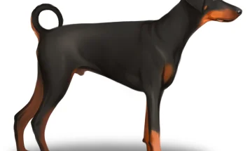 Doberman