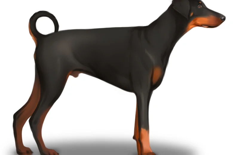 Doberman