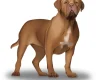 Dogue De Bordeaux