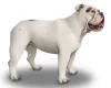 English Bulldog