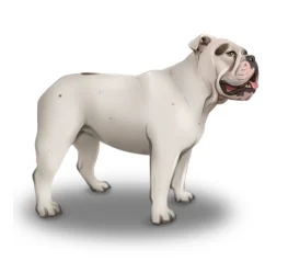 English Bulldog