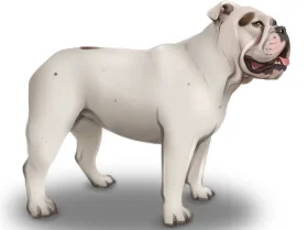 English Bulldog