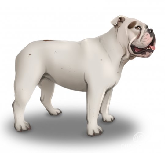 English Bulldog