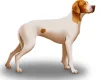 English Pointer