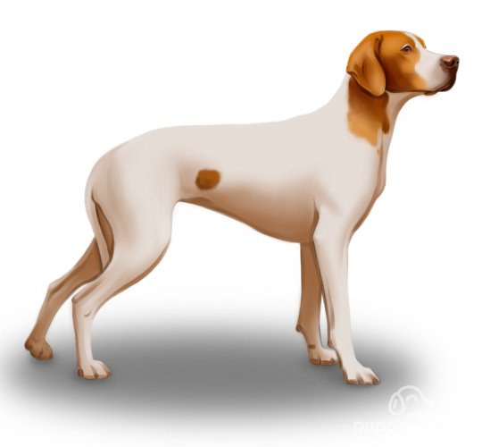 English Pointer