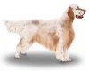English Setter