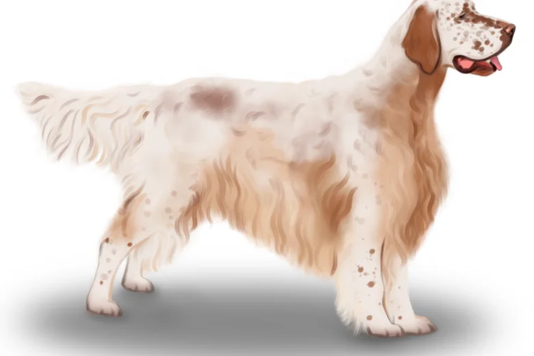 English Setter