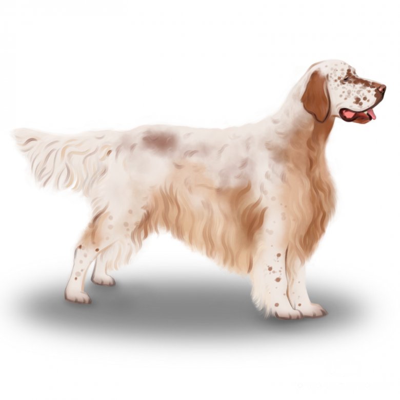 English Setter