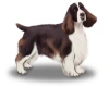 English Springer Spaniel
