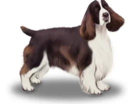 English Springer Spaniel