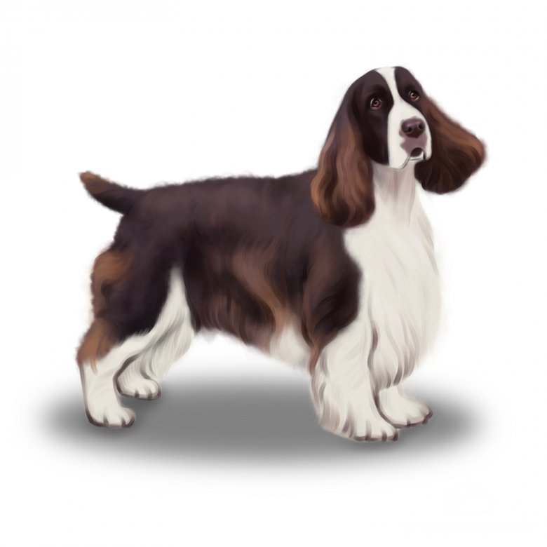 English Springer Spaniel