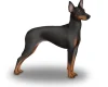 English Toy Terrier