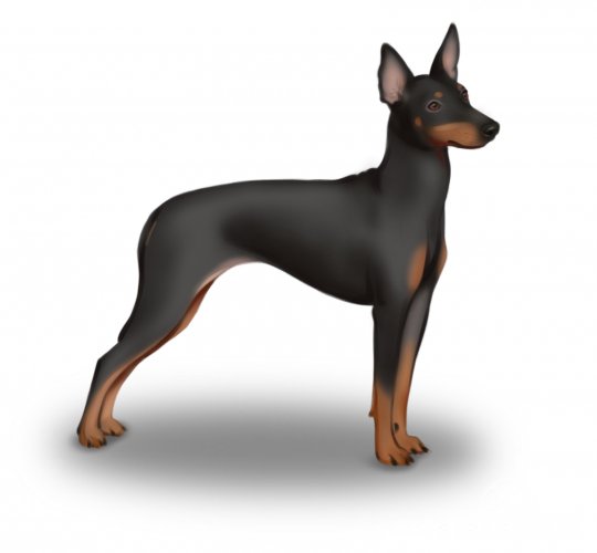 English Toy Terrier