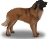 Estrela Mountain Dog