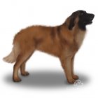 Estrela Mountain Dog