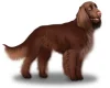 Field Spaniel
