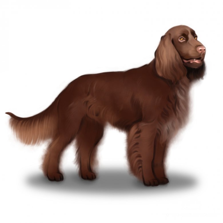 Field Spaniel