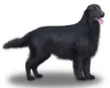 Flat Coated Retriever