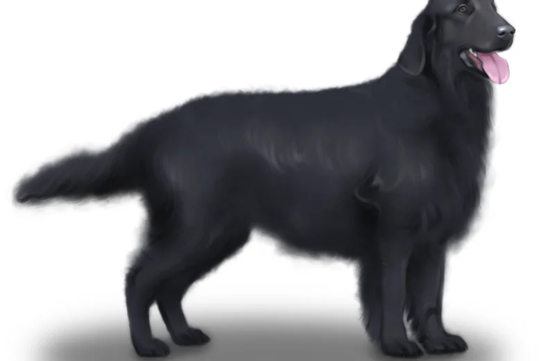Flat Coated Retriever