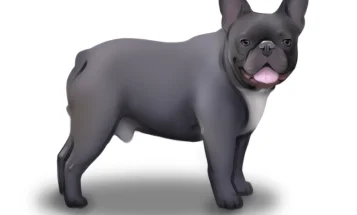 French Bulldog