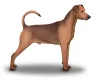 German Pinscher