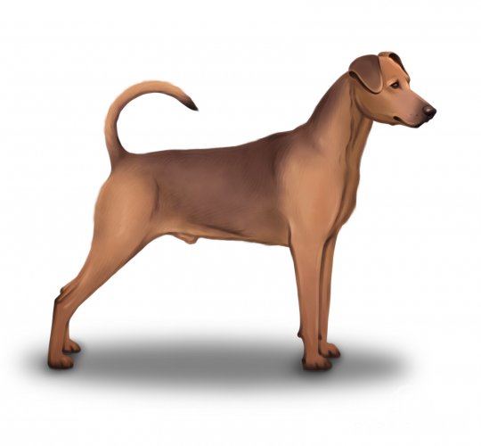 German Pinscher