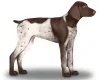 German Pointer