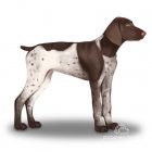 German Pointer