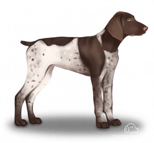 German Pointer