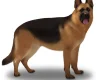 German Shepherd (Alsatian)